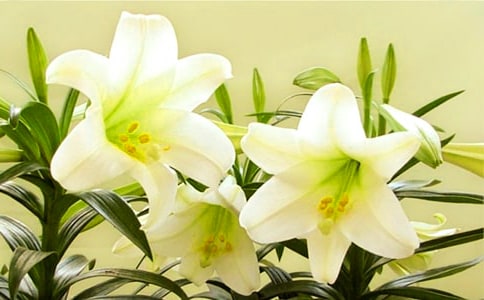 ���P(gu��n)�ٺϻ�����