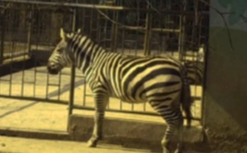 斑馬線教案(通用14篇)