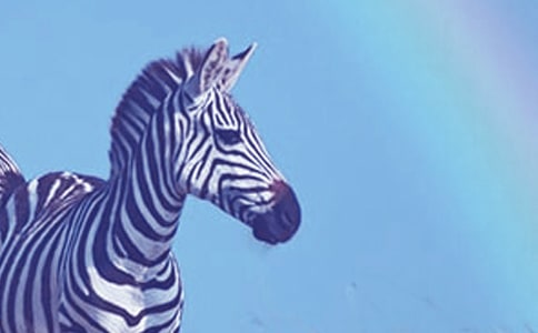 禮讓斑馬線,文明你我他作文(精選26篇)