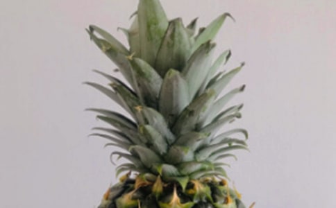 關(guān)于菠蘿樹作文3篇