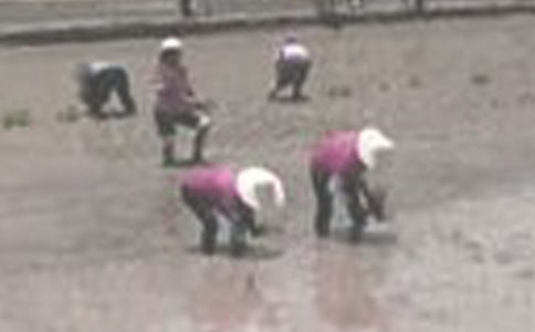 插秧作文600字(精選22篇)