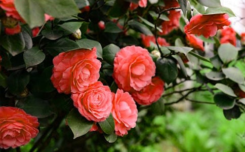 �����Ĳ軨���ķ���