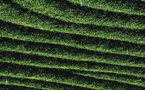 茶葉調(diào)研報(bào)告