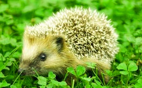 小刺猬童話故事作文(4篇)