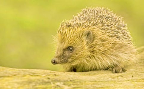 刺猬童話寓言(精選29篇)