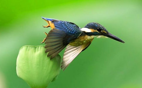 寫翠鳥(niǎo)的作文分享