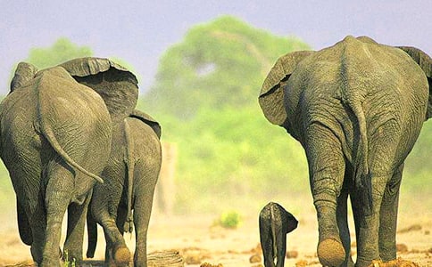 關于大象童話作文匯編八篇