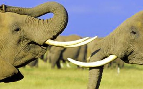 《螞蟻要搬大象》閱讀答案