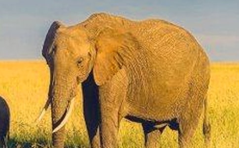 《房間里的大象》閱讀答案