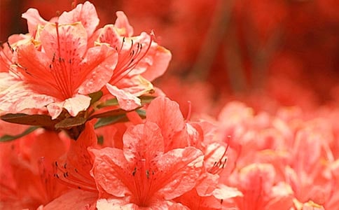 �茑���N�������ģ����x��