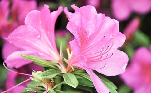 家鄉(xiāng)的杜鵑花作文2篇