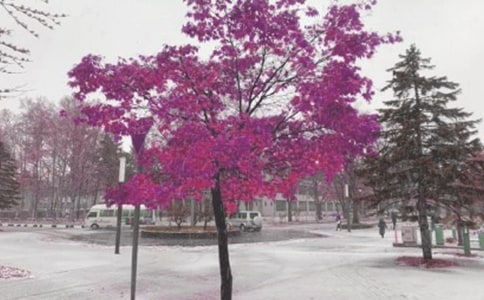 �P(gu��n)���茑�Lѩ��Ԋ��ժ��