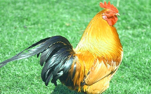 公雞皮皮的夢想作文800字