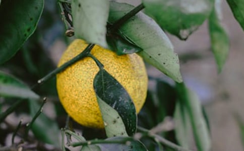 關于果園承包的合同范本