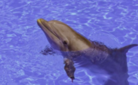 海豚涕淚作文600字