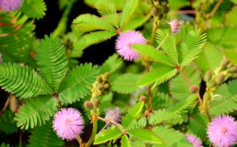 ���߲ݳ�������