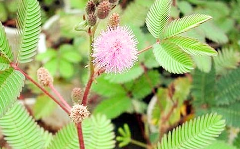 觀察含羞草作文集錦15篇