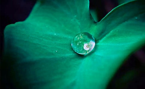 荷葉的作文400字9篇