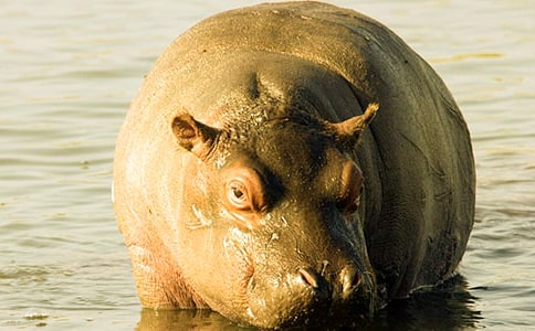 ���R��Ԣ�Թ���