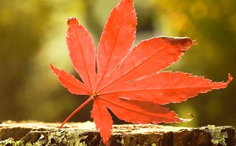 香山紅葉作文6篇