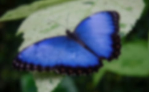 (精選)蝴蝶作文