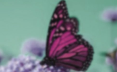 蝴蝶的作文8篇【精華】