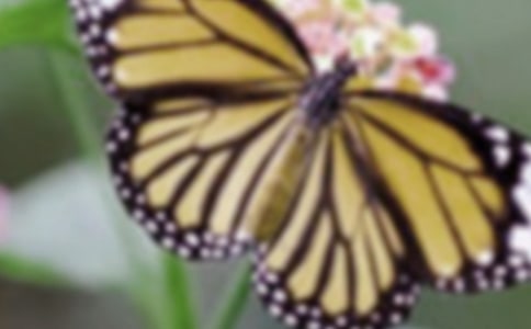 【推薦】美麗蝴蝶作文八篇