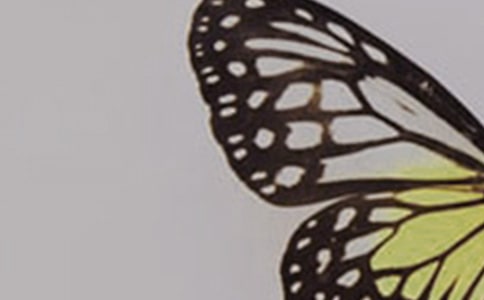 作文我是一只小蝴蝶