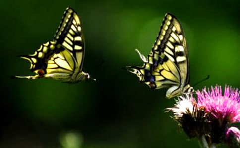 蝴蝶谷的導(dǎo)游詞