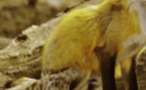 《狐貍與烏鴉》續(xù)寫優(yōu)秀作文400字