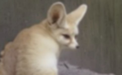 �����x�����f�ͺ�؂������ƪ