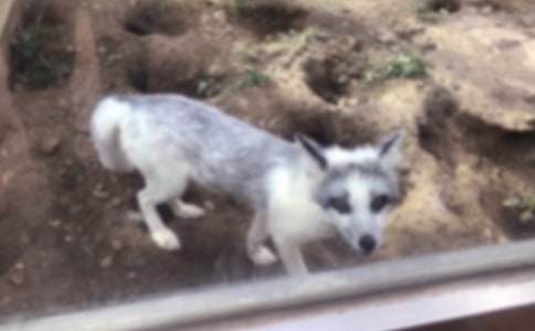 有關(guān)老虎和狐貍作文合集十篇