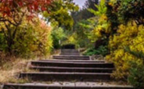 小學(xué)生描寫美麗的花園作文