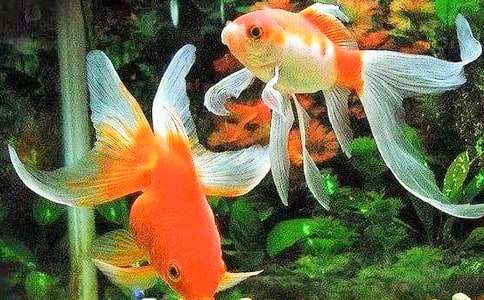 金魚觀察作文14篇