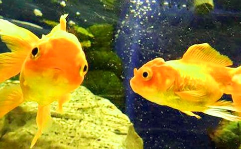 金魚500字的作文