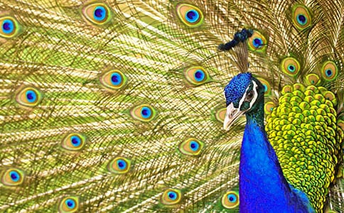 ��ȸ�|���wԭ��