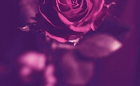 �����Ĺ��L(f��ng)Ӣ�ľ��Ӻͷ��g