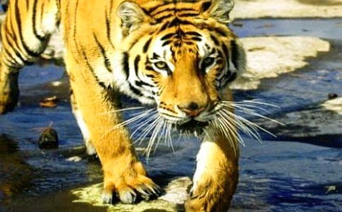 關(guān)于老虎童話作文匯編6篇