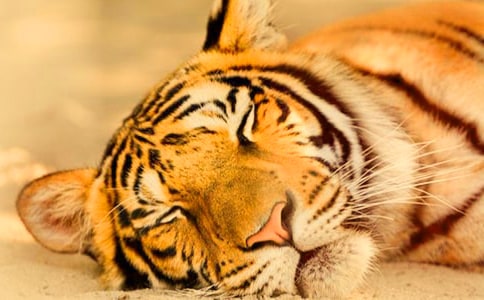 母老虎媽媽作文(通用20篇)