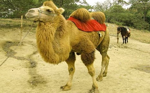 阿拉伯人和駱駝的寓言故事