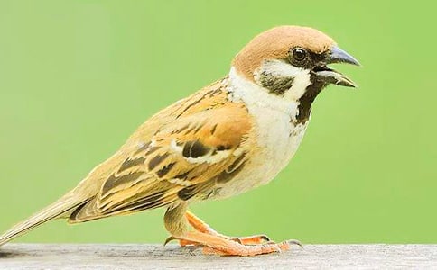 麻雀與老煙囪初二作文(精選10篇)