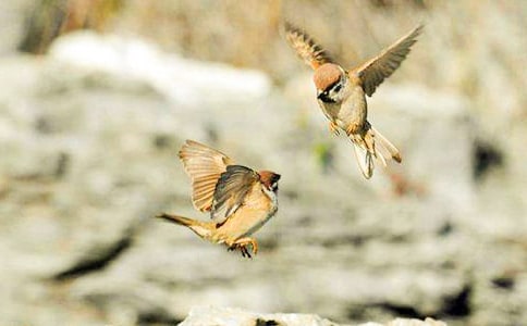 ����ȸ���f�n�壨ͨ��10ƪ��