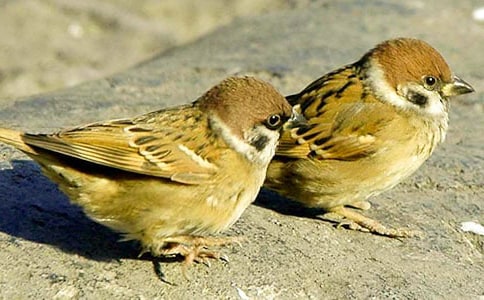 描寫麻雀的作文(精選18篇)