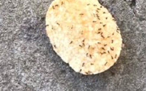 【精華】螞蟻作文合集八篇