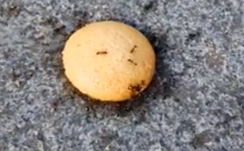 �茑Λρ?zh��n)��ģ����x29ƪ��