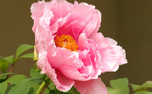 ���˽��ĵ������300�֣����x95ƪ��