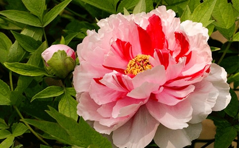 �茑ĵ����������600��