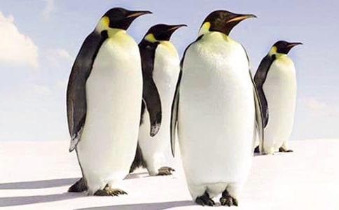 《愛心企鵝》續(xù)編作文600字