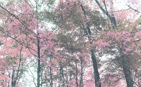 �＾����(w��)�������Y(ji��)��ͨ��7ƪ��