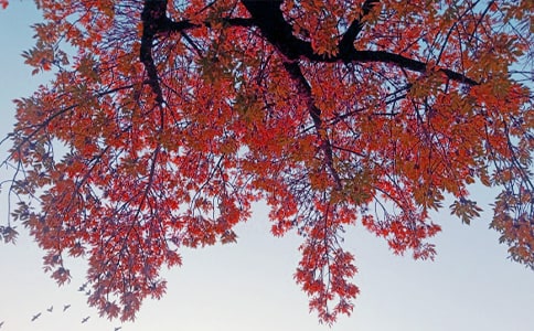 秋日的陽光作文精選11篇